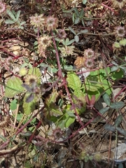 Trifolium ciliolatum, photograph (c) Sarah DiGiorgio, some rights reserved (CC BY)