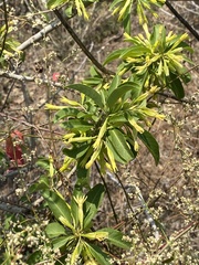 Cestrum fulvescens