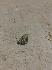 Chlosyne definita