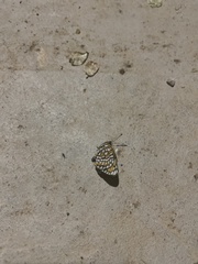 Chlosyne definita