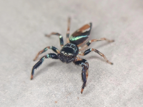 Metallic blue jumper