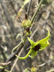 Gonolobus uniflorus