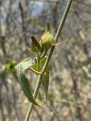 Gonolobus uniflorus