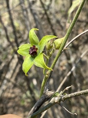 Gonolobus uniflorus