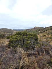 Halocarpus bidwillii, photograph author not stated, no rights reserved
