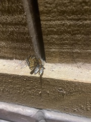 Chlosyne definita