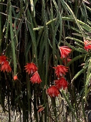 Disocactus speciosus