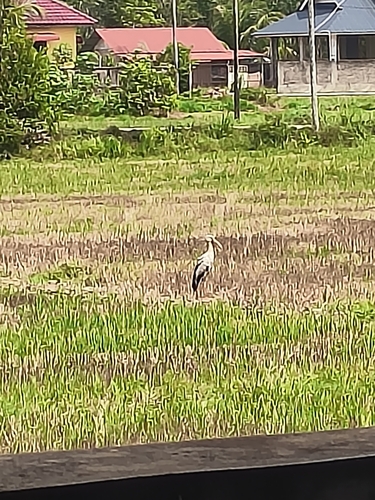 Asian Openbill