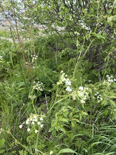 tall meadow-rue
