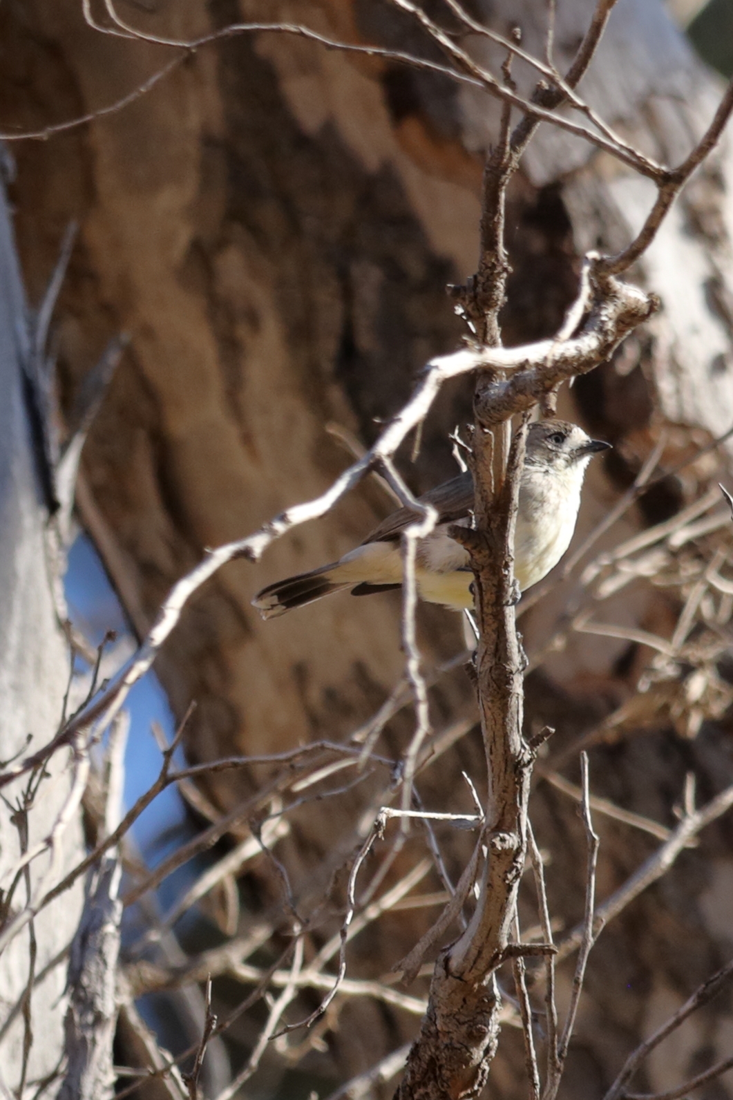 Southern Whiteface (Aphelocephala leucopsis), photo 5
