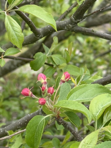 apple