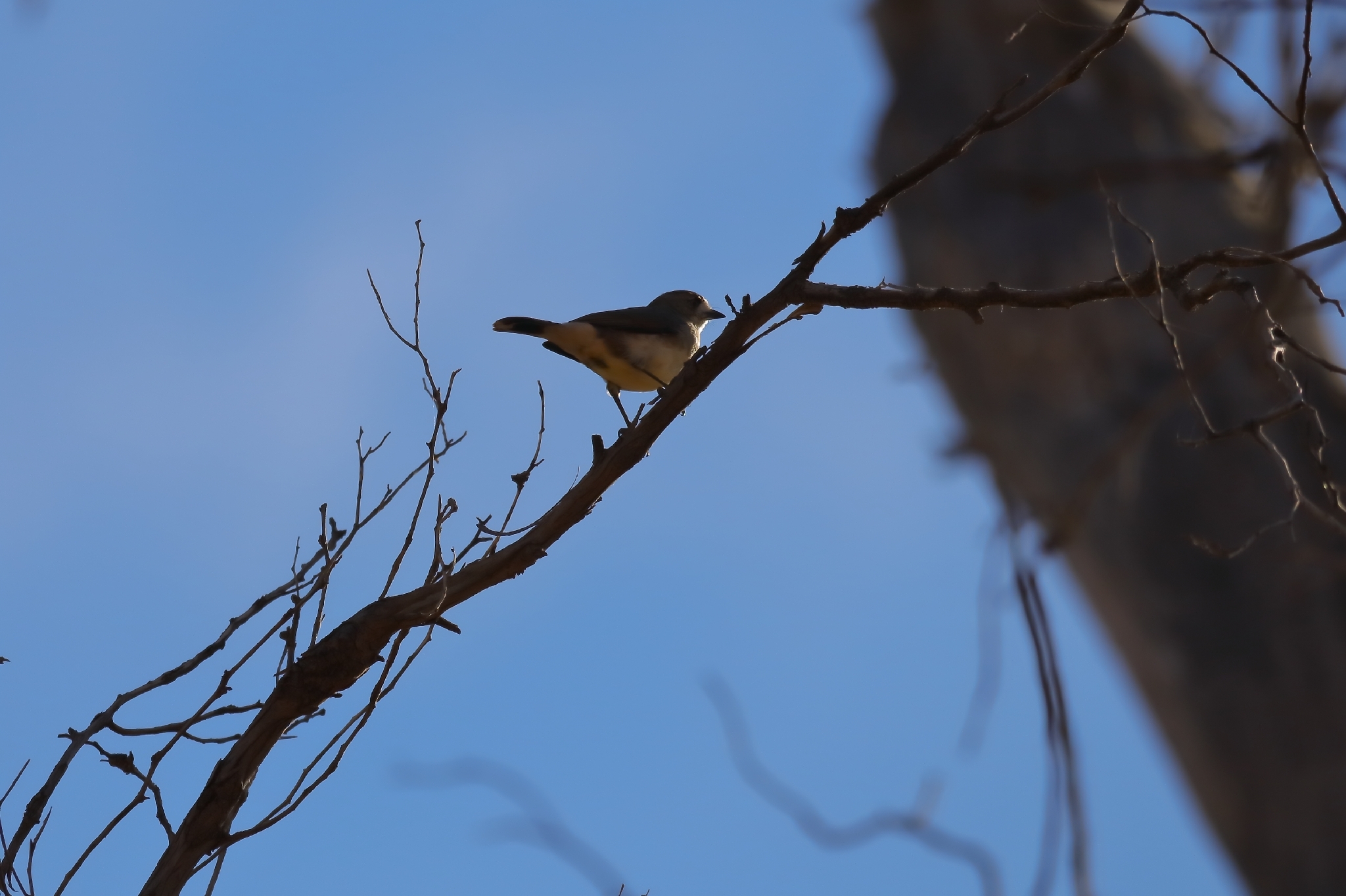 Southern Whiteface (Aphelocephala leucopsis), photo 6