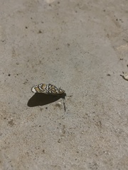 Chlosyne definita