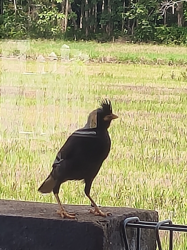 Great Myna