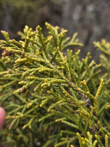 Halocarpus bidwillii, photograph 6