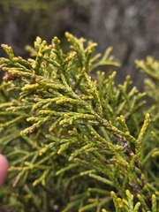 Halocarpus bidwillii, photograph author not stated, no rights reserved