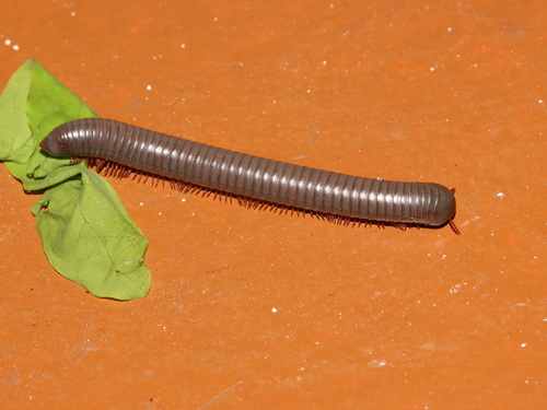 Atopochetus uncinatus