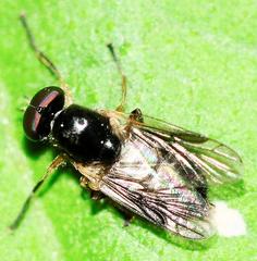 Allognosta fuscitarsis