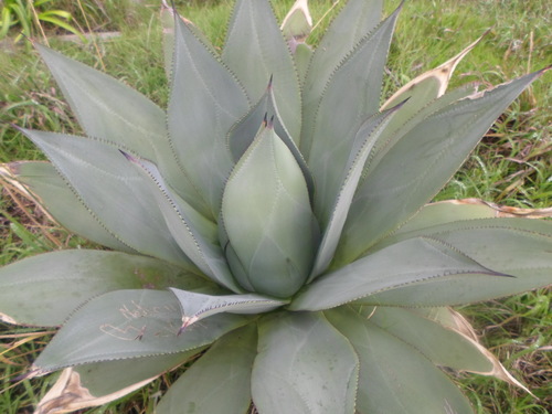 Agave sylvesteriana