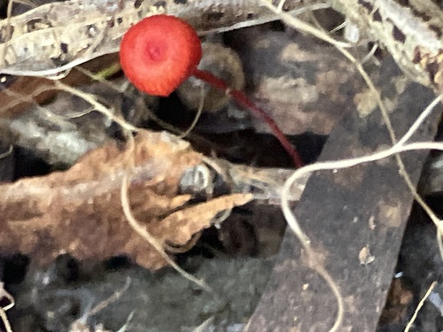 ruby bonnet