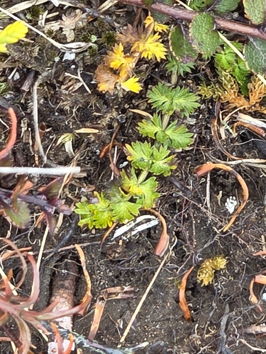 Anisotome aromatica, photograph 5