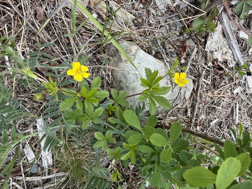 common cinquefoil