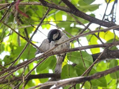 House Sparrow