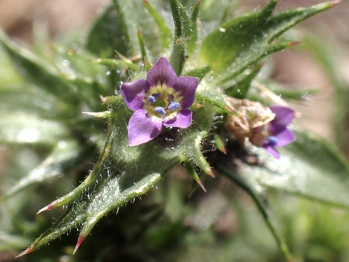 iNaturalist observation photo of Hollyleaf Pincushionplant