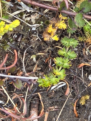 Anisotome aromatica, photograph 6