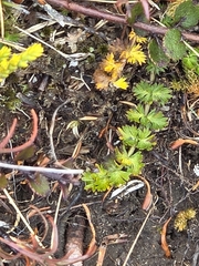 Anisotome aromatica, photograph author not stated, no rights reserved