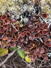author not stated, no rights reserved Myrsine nummularia, photograph author not stated, no rights reserved