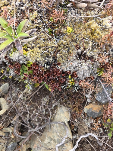 Myrsine nummularia, photograph 6