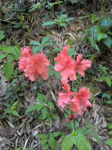 torch azalea