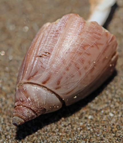 Agaronia testacea observed 2026-05-28
