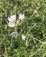 Allium neapolitanum