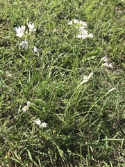 Allium neapolitanum