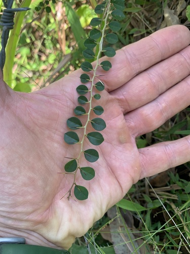 Cockspur Thorn