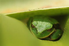 Gastrotheca cuencana