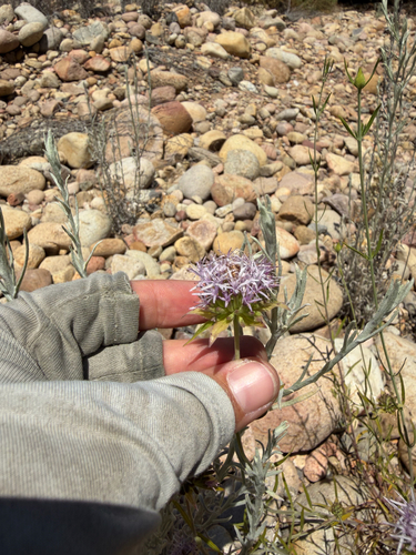 Monardella viminea, photograph 1