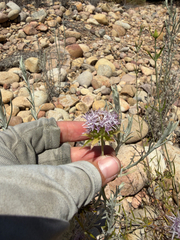 Monardella viminea