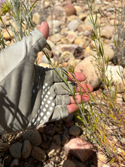 Monardella viminea, photograph (c) Rachel Allingham, some rights reserved (CC BY)