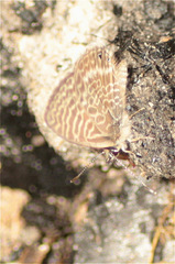 Leptotes andicola