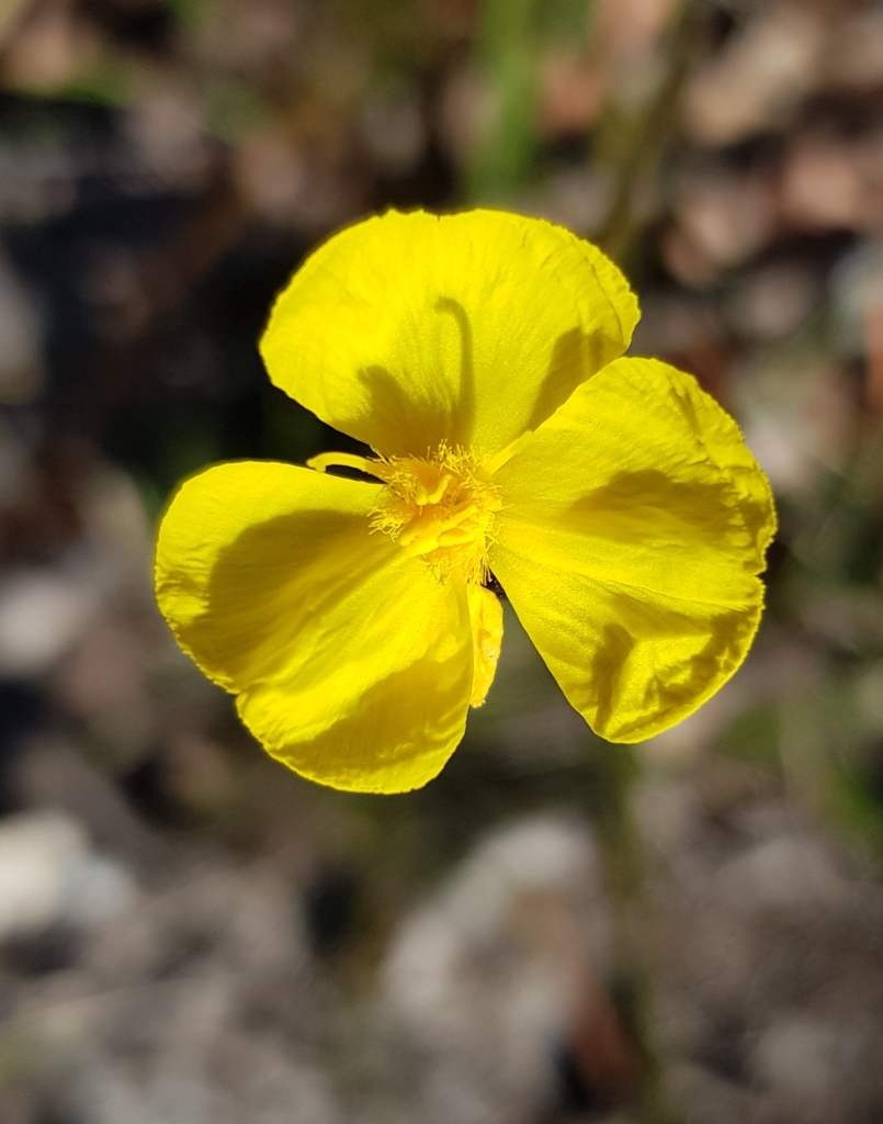Xyris bracteata