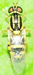 Oxycera variegata