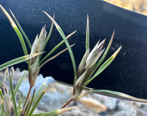 Fluffgrass