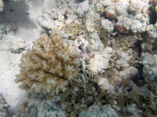 Pocillopora damicornis, 2026-05-30