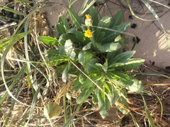 Sonchus megalocarpus