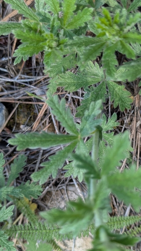 Potentilla inclinata, photograph 1