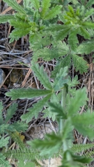 Potentilla inclinata