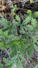 Potentilla inclinata, photograph author not stated, no rights reserved